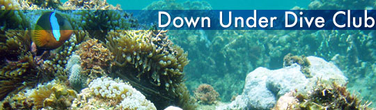Down Under Dive Club